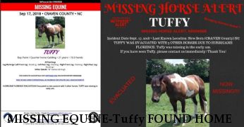MISSING EQUINE-Tuffy FOUND HOME & SAFE Near New Bern, NC, 28562
